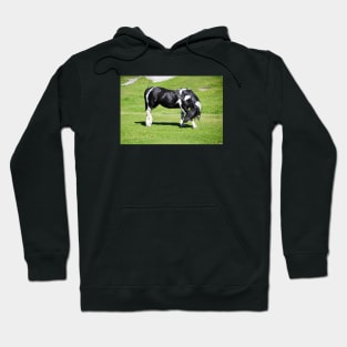 Horse / Swiss Artwork Photography Hoodie